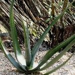 Aloe cryptopoda Habitus