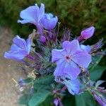 Phlox paniculata Flower