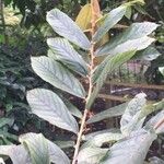 Theobroma grandiflorum Hoja