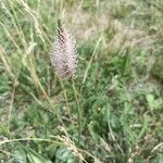 Plantago mediaFiore