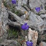 Campanula scheuchzeri Květ