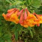 Campsis radicans花