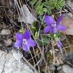 Viola rupestris Virág