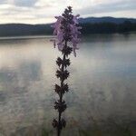 Stachys palustris Blomma