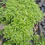 Mentha pulegium Habit
