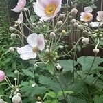 Anemone hupehensis Blüte