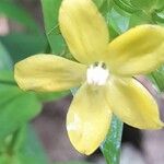 Ixanthus viscosus Flor