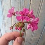 Pelargonium inquinansBlüte