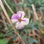 Erysimum scoparium Çiçek