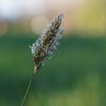 Anthoxanthum odoratum Leaf