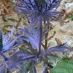 Eryngium alpinum Flor