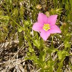 Sabatia campestris موطن