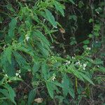 Solanum bahamense Hábito