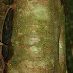 Spirotropis longifolia Corteza
