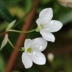 Veronica scutellata Blomma