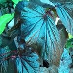 Begonia rex Leaf