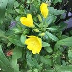 Oenothera pilosella Flower