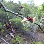 Eugenia kaalensis অভ্যাস