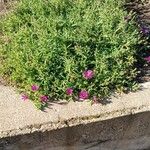 Delosperma cooperi Habit