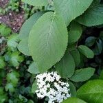 Viburnum lantana Levél