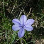 Aphyllanthes monspeliensis Blomma