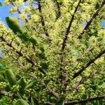 Heptapleurum arboricola 花