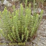 Sideritis montana Habitat