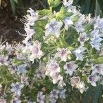 Echium decaisnei Flower