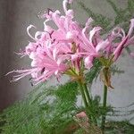 Nerine bowdenii Kwiat