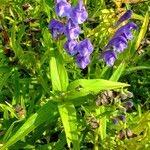 Scutellaria baicalensis Liść