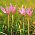 Colchicum autumnale Blüte