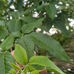 Vitex negundo Leaf