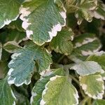 Coleus madagascariensis Leaf