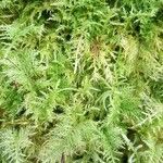 Myriophyllum verticillatum Blatt