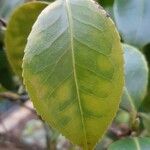 Camellia japonica Blad