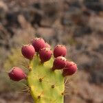 Opuntia dillenii Fruit