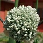 Allium cepa 花