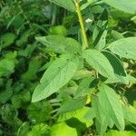 Desmodium canadense Blatt