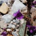 Phacelia calthifolia Habitatea