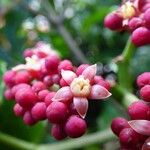 Leea guineensis फूल