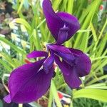 Iris ensata Blatt