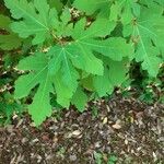 Ficus johannis Leaf