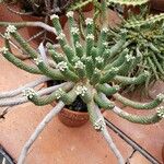 Euphorbia esculenta عادت داشتن