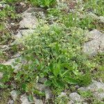 Alchemilla alpigena Habit