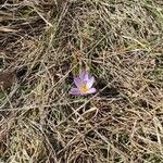 Crocus versicolor Fiore
