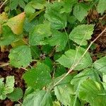 Rubus phoenicolasius Feuille