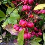 Euonymus europaeus 果實