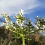 Daucus muricatus പുഷ്പം