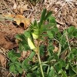 Vicia lutea Leaf