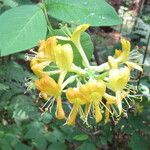 Lonicera hirsuta Kwiat